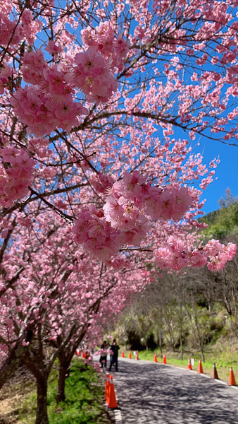 2023武陵農場櫻花季，茶園茶莊美不勝收，全台最美賞櫻景點