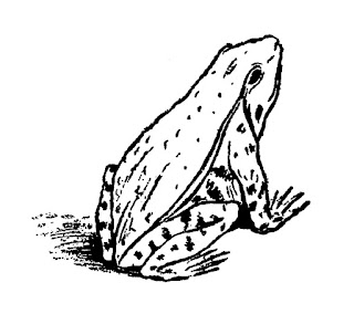 frog illustration antique image animal clip art