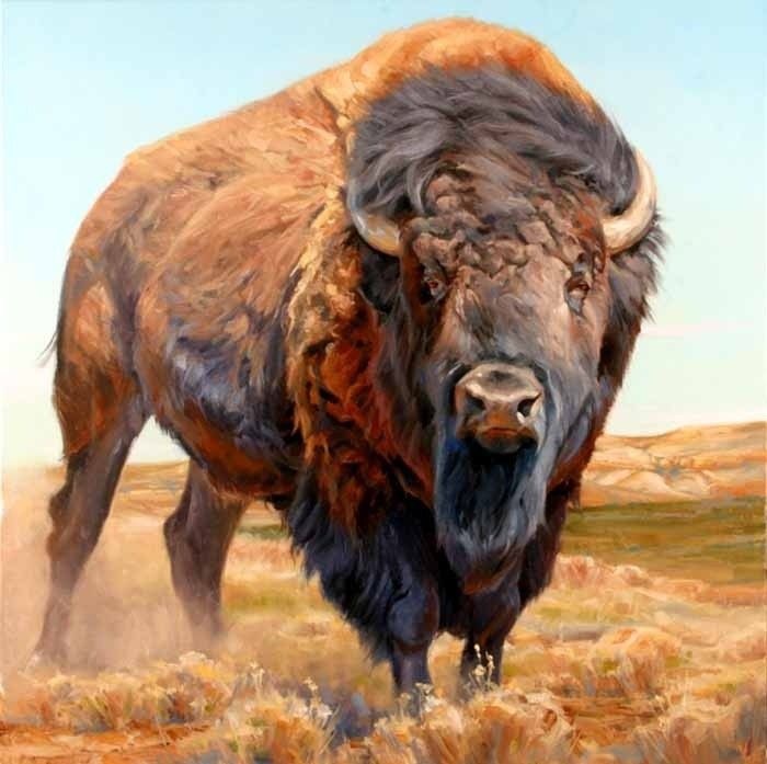 Bisão, O Búfalo-Americano