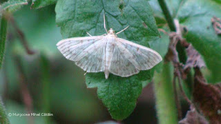 Patania ruralis DSC167948