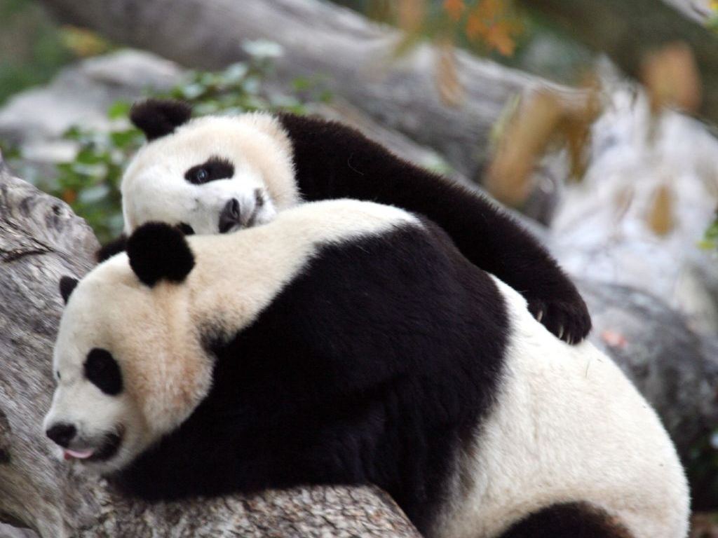 Beautiful Panda Bears | Red Panda,PolarBears,KoalaBears | cini clips