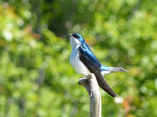 Tachycineta bicolor - Hirondelle bicolore