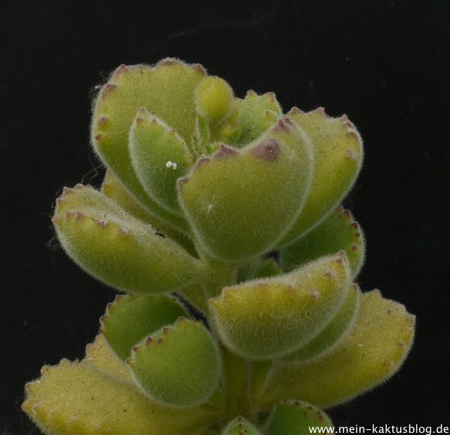 Cotyledon ladismithiensis (Synonym Kalanchoë ladismithiensis)