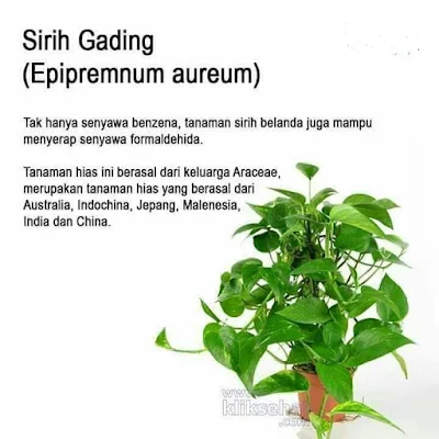 5 Tanaman Indoor Penghasil Oksigen, Rumah Jadi Segar & Sehat