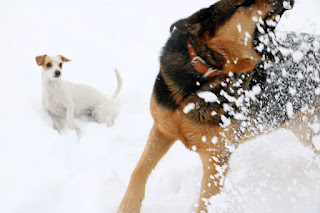 Lots of fun in the snow