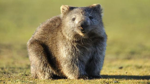 Wombat