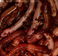 Earthworm Pastel Recipe