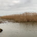 Rietproef Lauwersmeer van start