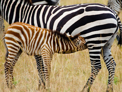 Baby Zebra Nursing