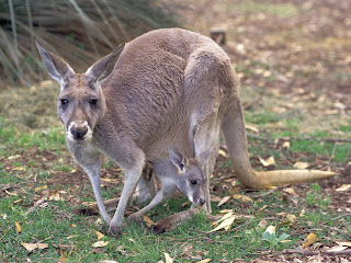 Kangaroo Wallpapers