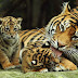 Three rare Sumatran tiger cubs born