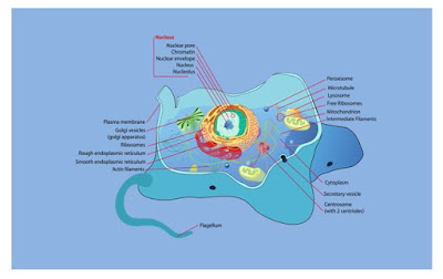 organel sel hewan dan fungsinya