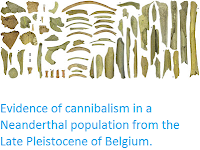 https://sciencythoughts.blogspot.com/2016/07/evidence-of-cannibalism-in-neanderthal.html