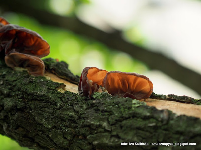 grzybobranie, ucho bzowe, auricularia auricula judae,polskie grzyby mun, judaszowe ucho, na grzyby, jaki to grzyb