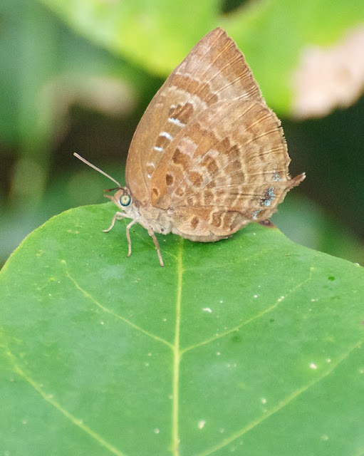 Centaur Oakblue (Arhopala centauris nakula) 