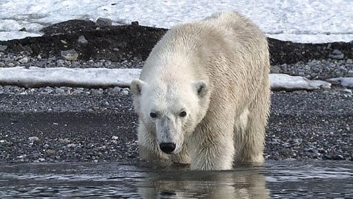 An adult polar bear takes a dip