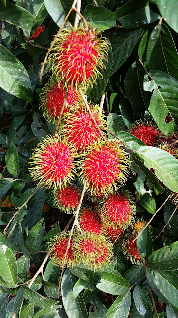 Warisan Petani Tanaman Rambutan 