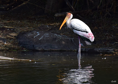 Ranganathittu Bird Sanctuary, traveldiaryofpallab