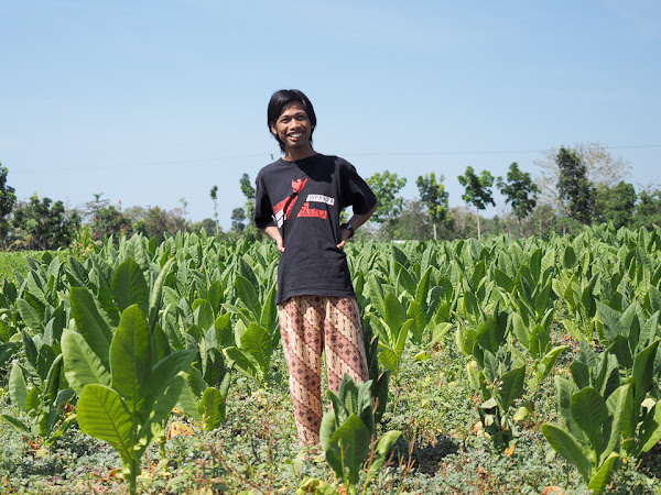 Tembakau Virginia Lombok