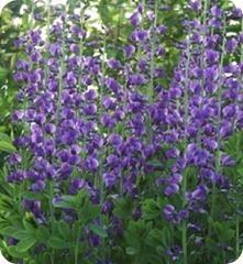 baptisia-australis (índigo)