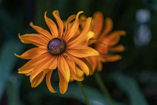 Wie man Schwarzäugige Rudbeckie Pflanzt (Rudbeckia hirta)