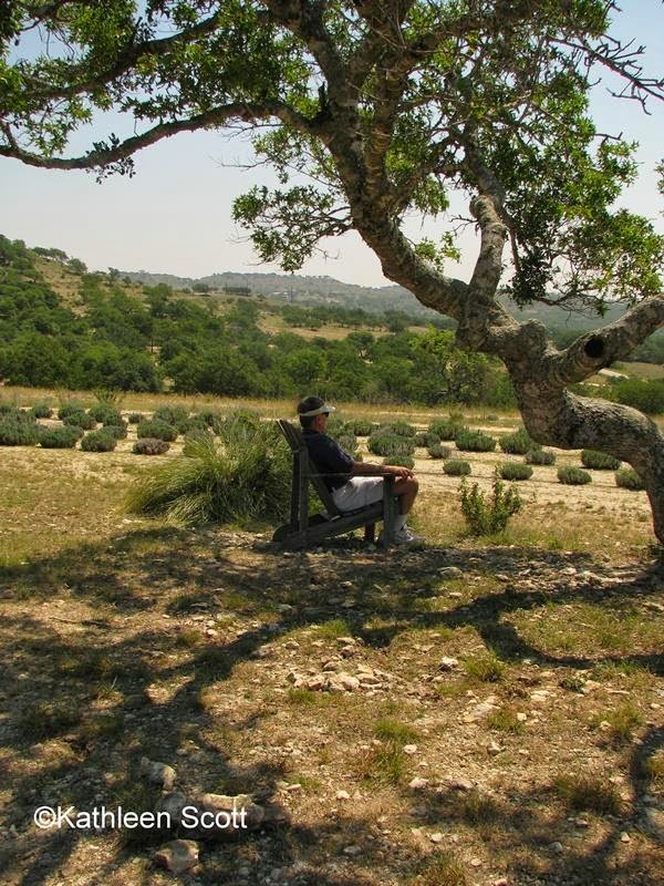 If you go in June during the Blanco Lavender Festival , you might also ...