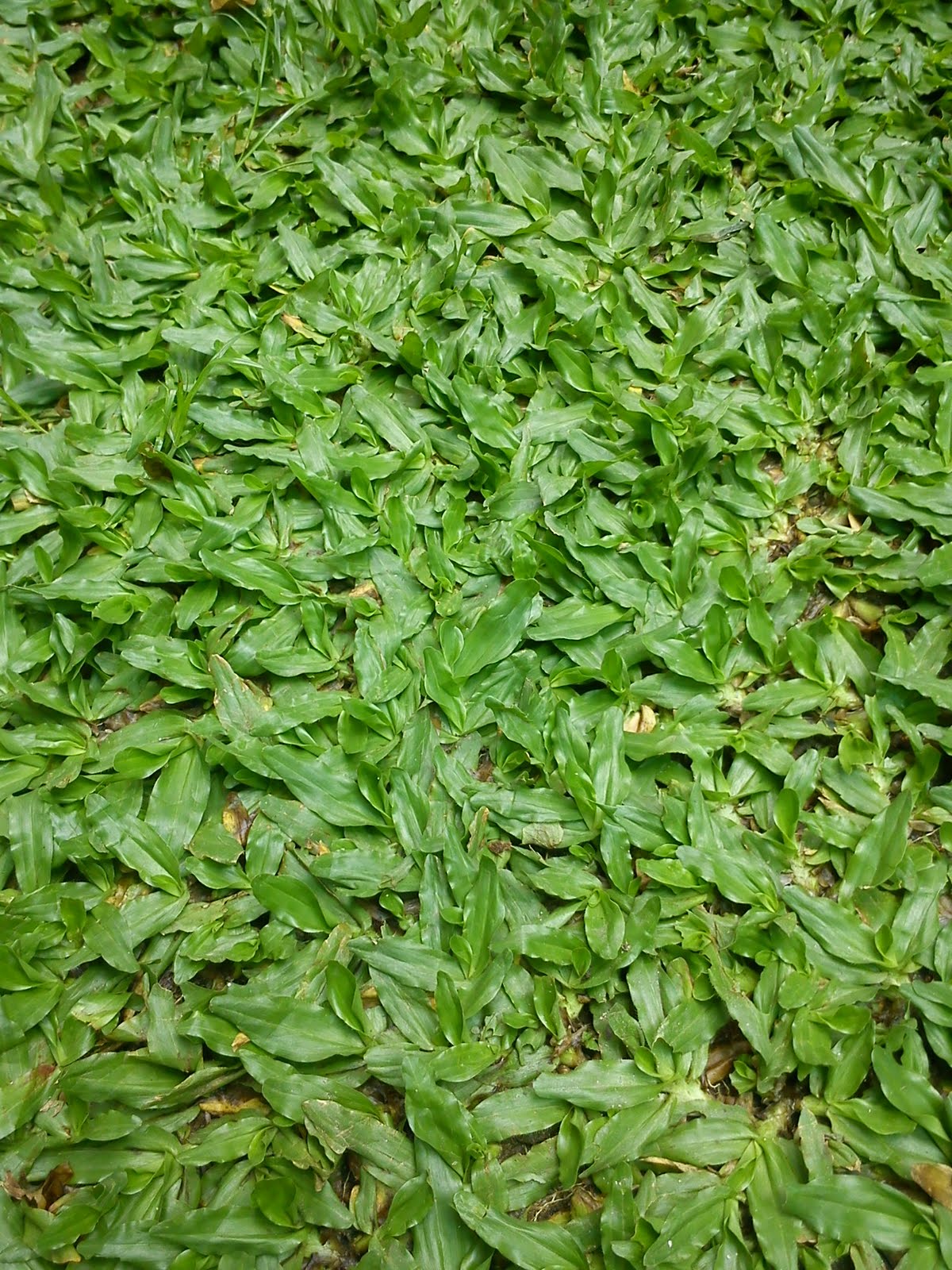 TeratakKecil : Rumput Mutiara (Pearl Grass), Sungai Buloh