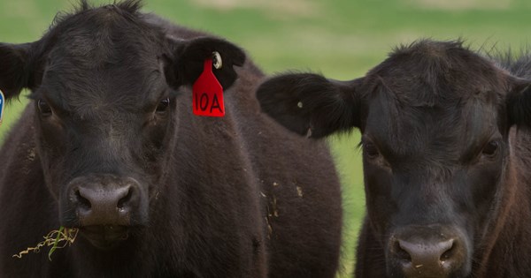 máy quét mã vạch trong nông nghiệp - quản lý bò và bê