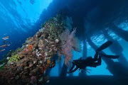 Asturias Cebu Launched their New Diving Site with Underwater Wonderland - Beauty of Cebu