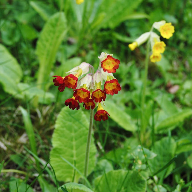 Primula veris