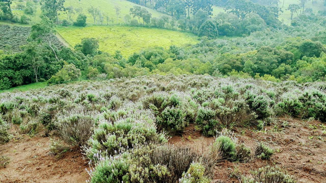 O Contemplário de Cunha - Campos de Lavanda em São Paulo