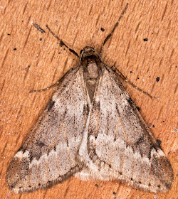 March Moth, Alsophila aescularia.   In my garden light trap on 24 March 2015