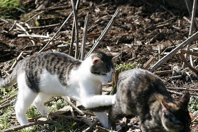 Tortie kitten runs away, gets swatted