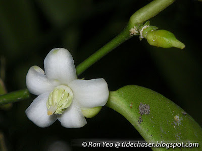 Mangrove Lime (Merope angulata)