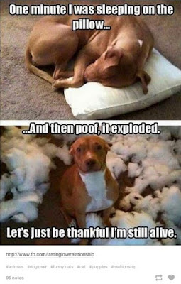 dog chewed pillow dog meme