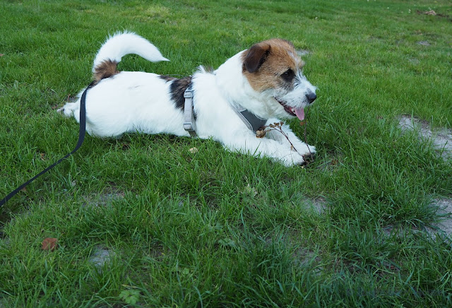 lingonberryhouse, jack russell, dog, koira, terrieri, autumn, syksy