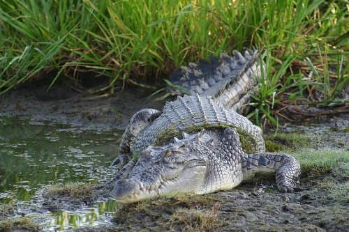 Amazon River - Exotic Travel Destination