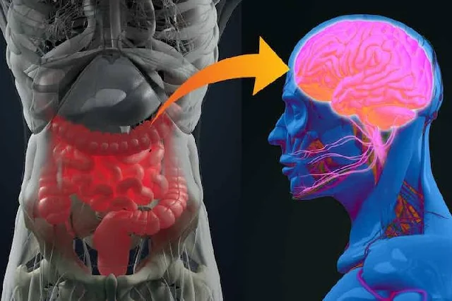 Descubrimientos revolucionarios revelan la compleja conexión cerebro-intestino y abren nuevas perspectivas en la salud gastrointestinal