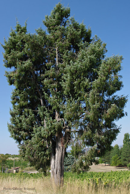 Arbre remarquable, Apt, cade