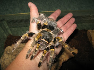 grammostola pulchripes for sale grammostola pulchripes care grammostola pulchripes lifespan grammostola pulchripes sling care grammostola pulchripes female for sale grammostola pulchripes growth rate grammostola pulchripes sling grammostola pulchripes for sale uk grammostola pulchripes juvenile grammostola pulchripes size grammostola pulchripes for sale grammostola pulchripes care grammostola pulchripes lifespan grammostola pulchripes sling care grammostola pulchripes female for sale grammostola pulchripes growth rate grammostola pulchripes sling grammostola pulchripes for sale uk grammostola pulchripes juvenile grammostola pulchripes size grammostola pulchripes/aureostriata (chaco golden knee) grammostola pulchripes arachnea grammostola pulchripes aureostriata grammostola pulchripes ex aureostriata grammostola pulchripes aussprache grammostola pulchripes allevamento grammostola pulchripes art grammostola pulchripes alter grammostola pulchripes bite grammostola pulchripes breeding grammostola pulchripes breeding report grammostola pulchripes buy grammostola pulchripes behavior grammostola pulchripes biotop grammostola pulchripes care grammostola pulchripes (chaco golden knee) grammostola pulchripes (chaco golden knee tarantula) grammostola pulchripes cena grammostola pulchripes chov grammostola pulchripes sling care grammostola pulchripes tarantula care sheet grammostola pulchripes cuidados grammostola pulchripes długość życia grammostola pulchripes deutscher name grammostola pulchripes enclosure grammostola pulchripes eating grammostola pulchripes ex aureostriata grammostola pulchripes eladó grammostola pulchripes for sale grammostola pulchripes female for sale grammostola pulchripes for sale uk grammostola pulchripes feeding grammostola pulchripes female grammostola pulchripes fasting grammostola pulchripes male or female grammostola pulchripes fiche grammostola pulchripes fajleírás grammostola pulchripes growth rate grammostola pulchripes growth grammostola pulchripes gender grammostola pulchripes (chaco golden knee) grammostola pulchripes (chaco golden knee tarantula) grammostola pulchripes opis gatunku grammostola pulchripes geschlecht grammostola pulchripes größe grammostola pulchripes giftig grammostola pulchripes habitat grammostola pulchripes handling grammostola pulchripes humidity grammostola pulchripes housing grammostola pulchripes haltung grammostola pulchripes natural habitat grammostola pulchripes häutung grammostola pulchripes herkunft grammostola pulchripes info grammostola pulchripes infoartropodos grammostola pulchripes juvenile grammostola pulchripes jad grammostola pulchripes (chaco golden knee) grammostola pulchripes (chaco golden knee tarantula) grammostola pulchripes kopen grammostola pulchripes kaufen grammostola pulchripes te koop grammostola pulchripes lifespan grammostola pulchripes longevity grammostola pulchripes l9 grammostola pulchripes lebenserwartung grammostola pulchripes l3 grammostola pulchripes l4 grammostola pulchripes leeftijd grammostola pulchripes l5 grammostola pulchripes l8 grammostola pulchripes l6 grammostola pulchripes male grammostola pulchripes molting grammostola pulchripes male or female grammostola pulchripes mating grammostola pulchripes madárpók grammostola pulchripes mérge grammostola pulchripes natural habitat grammostola pulchripes deutscher name grammostola pulchripes origin grammostola pulchripes opis grammostola pulchripes opis gatunku grammostola pulchripes male or female grammostola pulchripes opisy grammostola pulchripes premolt grammostola pulchripes price grammostola pulchripes sling premolt pronounce grammostola pulchripes ptasznik grammostola pulchripes grammostola pulchripes growth rate grammostola pulchripes bite report grammostola pulchripes breeding report grammostola pulchripes sling care grammostola pulchripes sling grammostola pulchripes size grammostola pulchripes spiderling grammostola pulchripes sling care sheet grammostola pulchripes substrate grammostola pulchripes sling premolt grammostola pulchripes for sale grammostola pulchripes for sale uk grammostola pulchripes lifespan grammostola pulchripes temperament grammostola pulchripes tarantula care sheet grammostola pulchripes temperature grammostola pulchripes tartása grammostola pulchripes terrarium grammostola pulchripes tarantula grammostola pulchripes tartás grammostola pulchripes (chaco golden knee tarantula) grammostola pulchripes te koop tarantule grammostola pulchripes grammostola pulchripes for sale uk grammostola pulchripes venom grammostola pulchripes verzorging grammostola pulchripes vogelspinnen grammostola pulchripes venom level grammostola pulchripes verpaarung grammostola pulchripes verhalten vendo grammostola pulchripes grammostola pulchripes wikipedia grammostola pulchripes wiki grammostola pulchripes wikipets grammostola pulchripes wylinka grammostola pulchripes winterruhe grammostola pulchripes wachstum grammostola pulchripes zucht grammostola pulchripes for sale grammostola pulchripes for sale uk