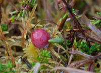 Bog Cranberry  (Vaccinium oxycoccos)