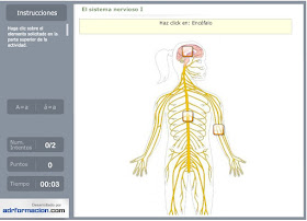 http://www.ceiploreto.es/sugerencias/florentino/laminas_interactivas/sistema_nervioso01/actividad.html