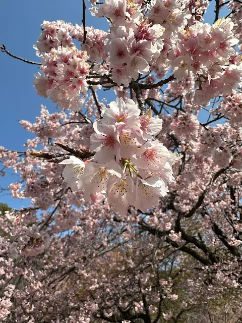 井の頭公園 西園の桜