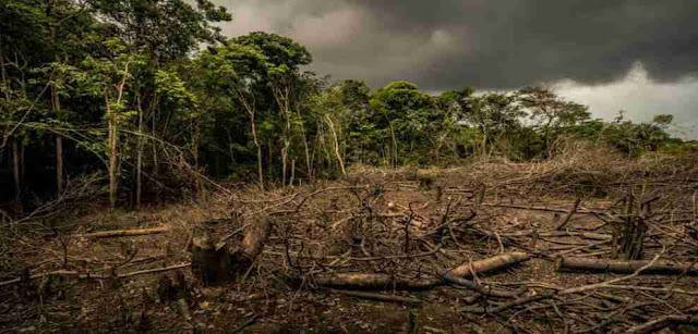 What are the effects of Deforestation?