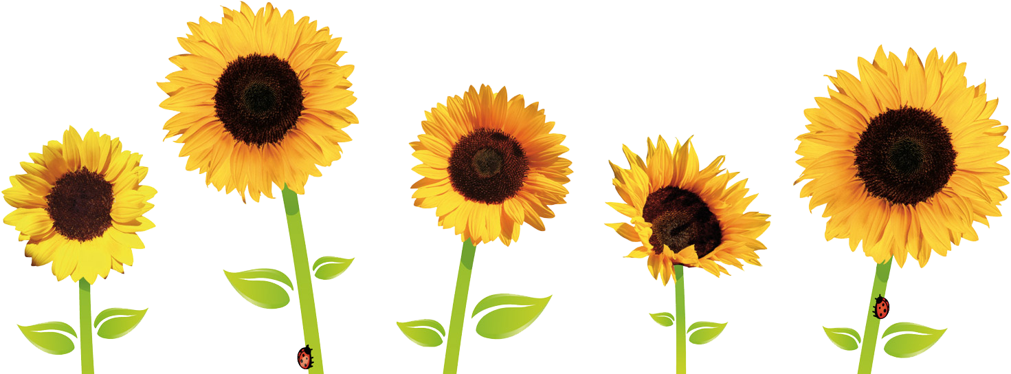 Sunflower PNG Picture - Sunflower PNG Images Download - Sunflower Flower Images Download - Sunflower flower images download