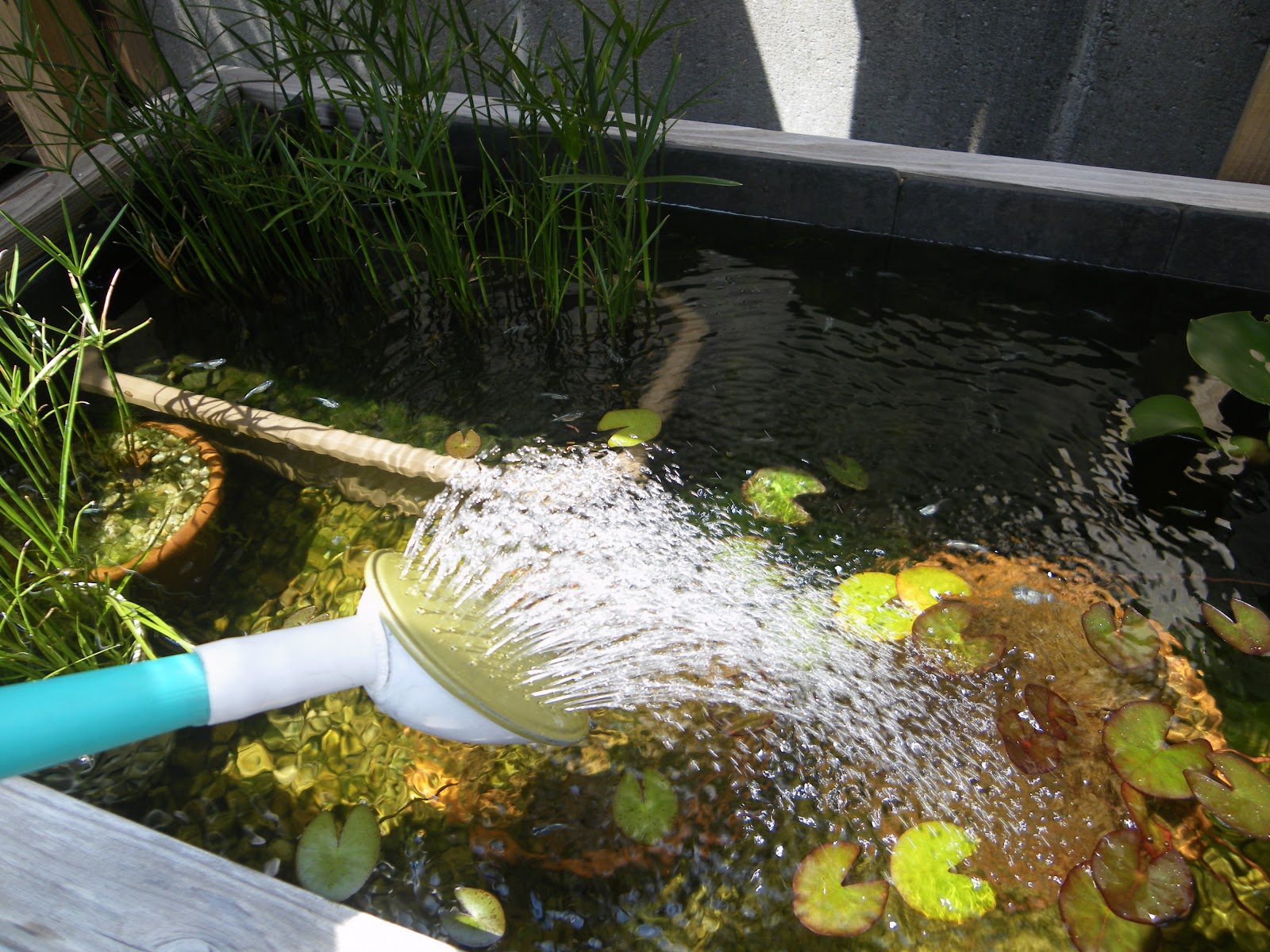 水換えをしないメダカのビオトープには足し水をしましょう メダカの大工