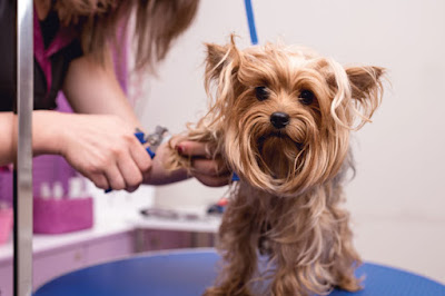 How to Ease Your Pet Grooming Experience