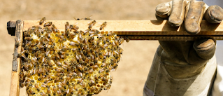 Navigating ELAP Protecting Your Beekeeping Operation in Winter Storms