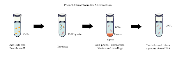 Phenol-Chroloform DNA Extraction