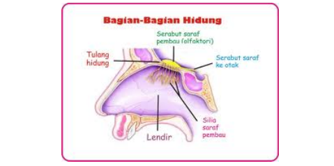 Indera Penciuman Pada Manusia dan Fungsinya Pintar Biologi